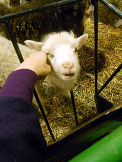 Lady and the Lamb - Photo by Smith