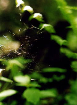 Spiderweb and Leaves - Photo by Cynthia Piper