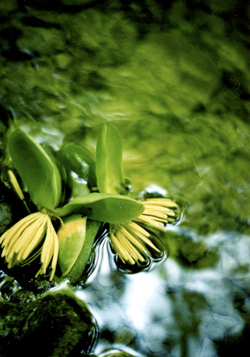 Tulip Tree Flowers in Stream - Photo by Cynthia Piper