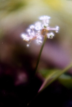 Wildflower - Photo by Cynthia Piper