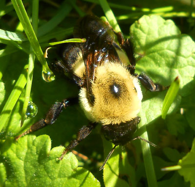 Bumble Happy - Photo by Smith