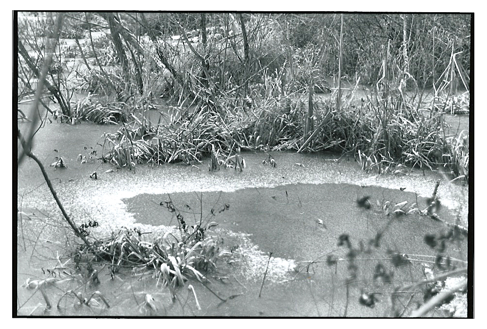 Winter Marsh by Joanne Meincke