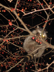 Raccoon by Geoffrey Landis