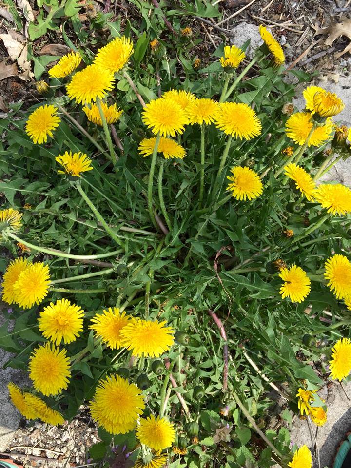 Dandelions by Amy Roskilly