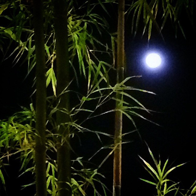 Borneo Moon by Michael Salinger