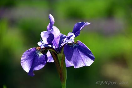 Iris 9/23 ~ (c) PM Pope 2015