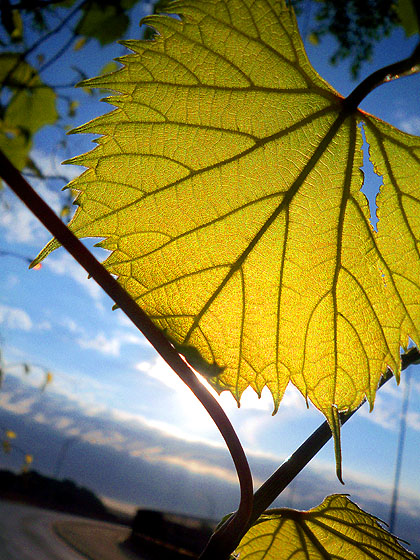 Leaf Rise - Smith