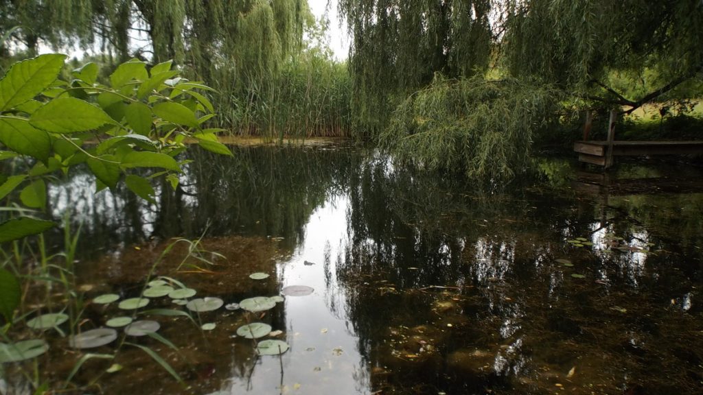 Mom & Dad's Pond - Tim Green