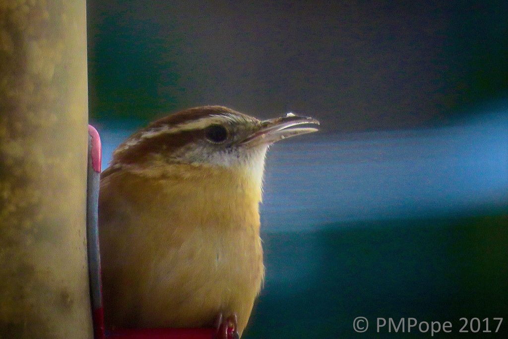 Carolina Wren by PM Pope