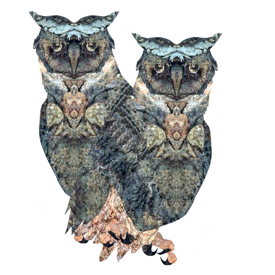 owls by bree