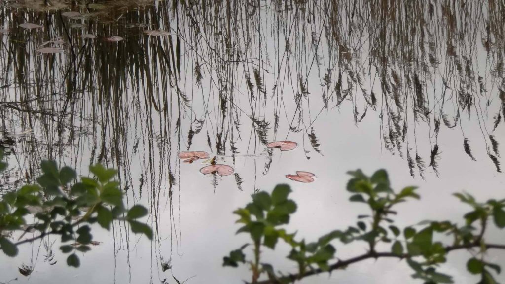 Pond by Dad (Tim Green)