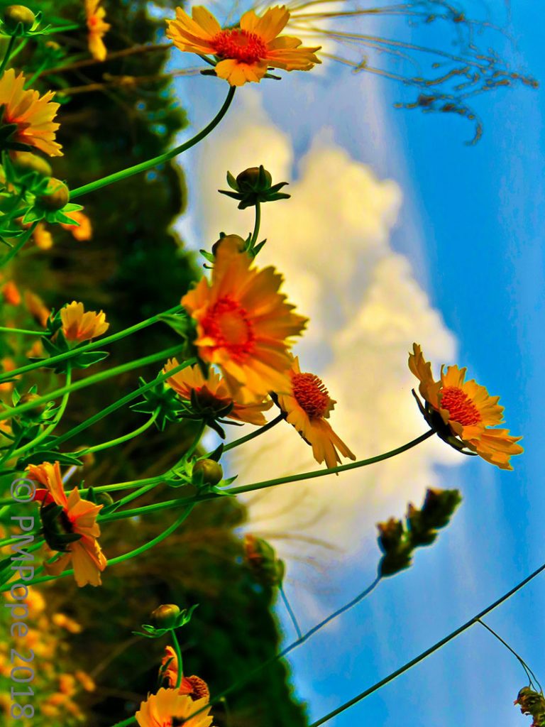 Heavenly Splendor of Field-a-Flower by PMPope