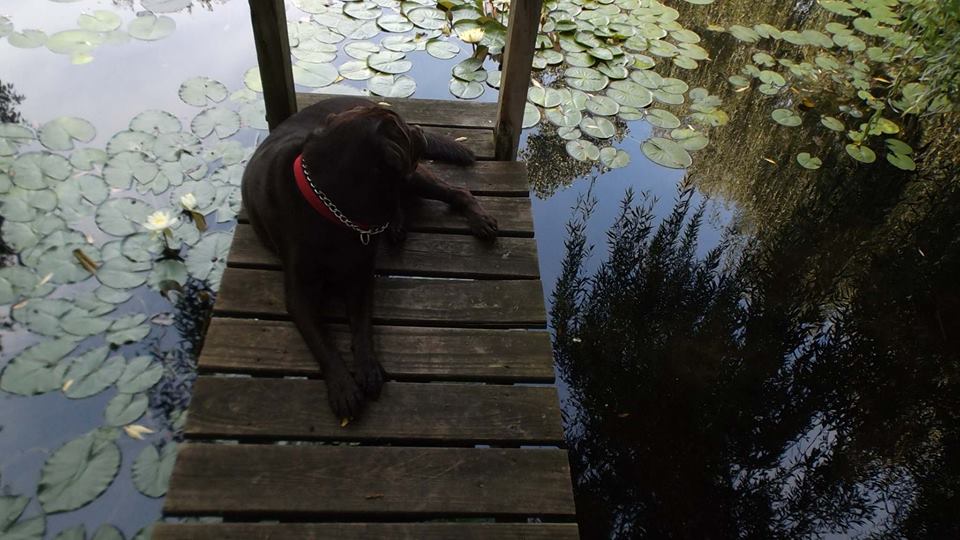 Dog at Dock by Tim Green aka Dad